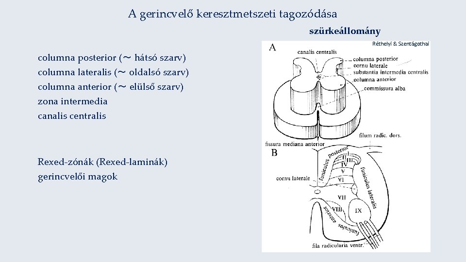A gerincvelő keresztmetszeti tagozódása szürkeállomány Réthelyi & Szentágothai columna posterior (～ hátsó szarv) columna