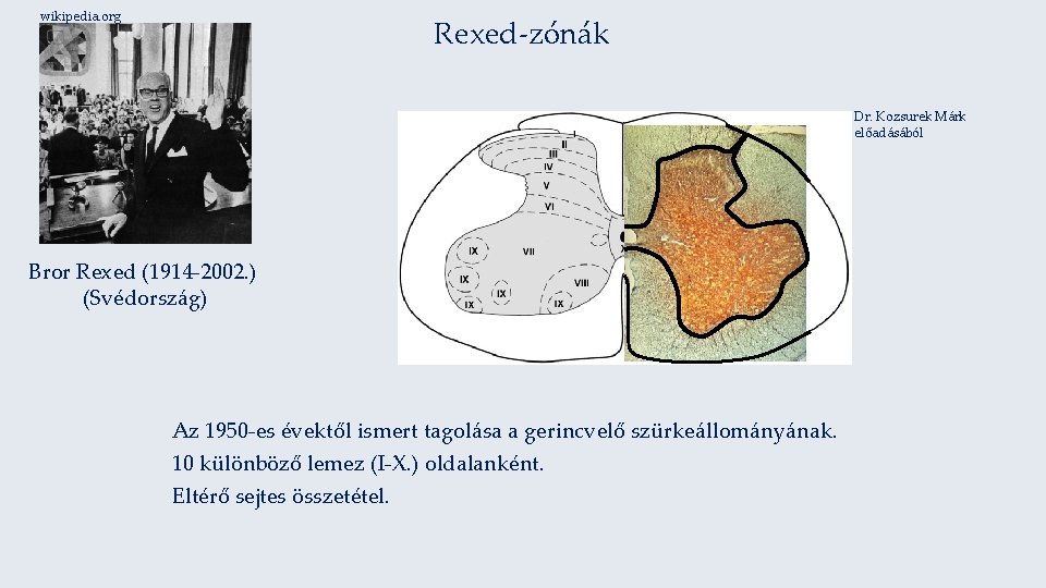 wikipedia. org Rexed-zónák Dr. Kozsurek Márk előadásából Bror Rexed (1914 -2002. ) (Svédország) Az