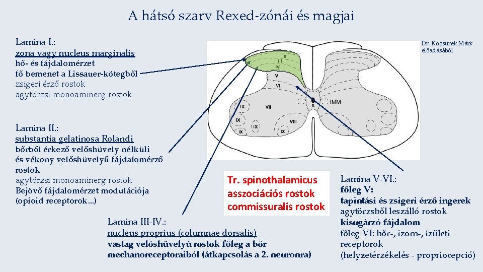 A hátsó szarv Rexed-zónái és magjai Lamina I. : zona vagy nucleus marginalis Dr.