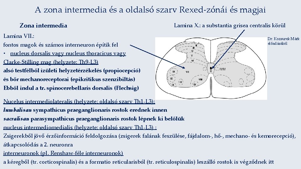 A zona intermedia és a oldalsó szarv Rexed-zónái és magjai Zona intermedia Lamina X.