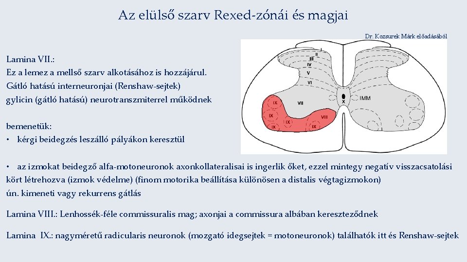 Az elülső szarv Rexed-zónái és magjai Dr. Kozsurek Márk előadásából Lamina VII. : Ez