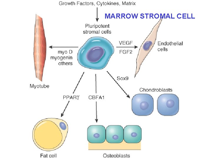 MARROW STROMAL CELL 