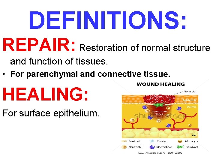 DEFINITIONS: REPAIR: Restoration of normal structure and function of tissues. • For parenchymal and