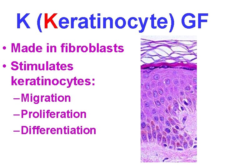 K (Keratinocyte) GF • Made in fibroblasts • Stimulates keratinocytes: – Migration – Proliferation