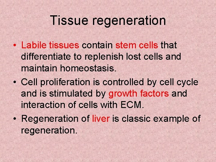 Tissue regeneration • Labile tissues contain stem cells that differentiate to replenish lost cells