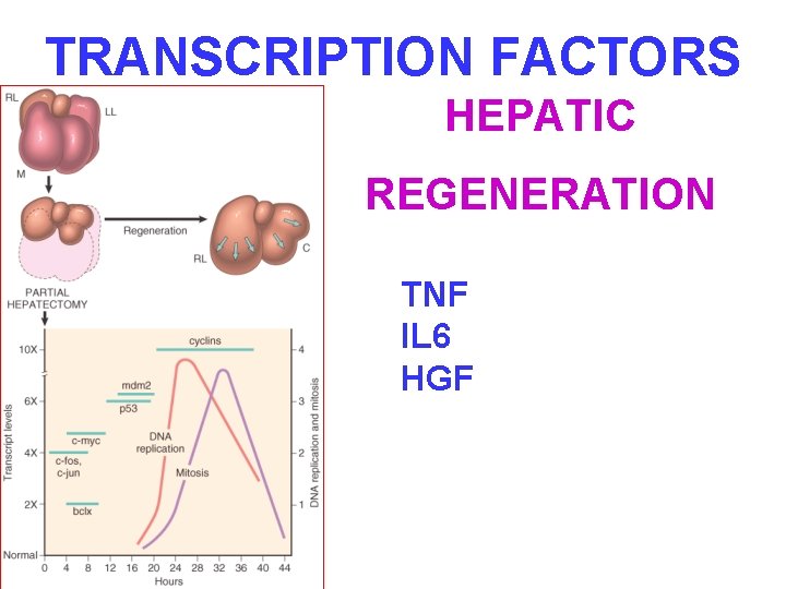 TRANSCRIPTION FACTORS HEPATIC REGENERATION TNF IL 6 HGF 