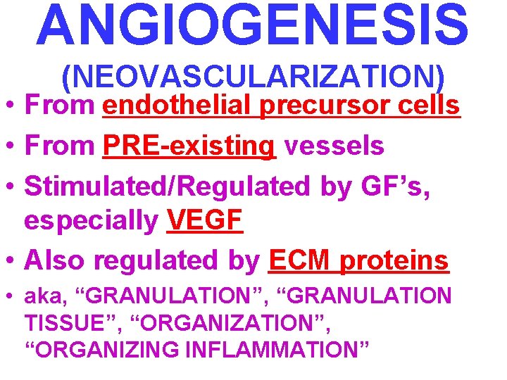 ANGIOGENESIS (NEOVASCULARIZATION) • From endothelial precursor cells • From PRE-existing vessels • Stimulated/Regulated by