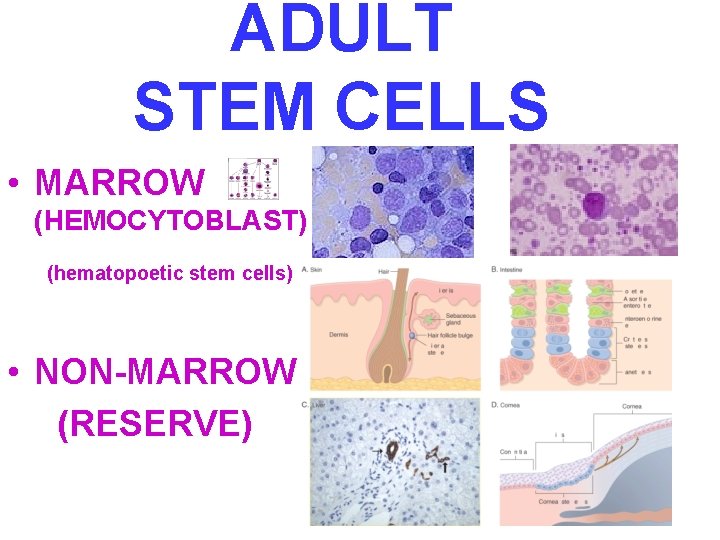 ADULT STEM CELLS • MARROW (HEMOCYTOBLAST) (hematopoetic stem cells) • NON-MARROW (RESERVE) 