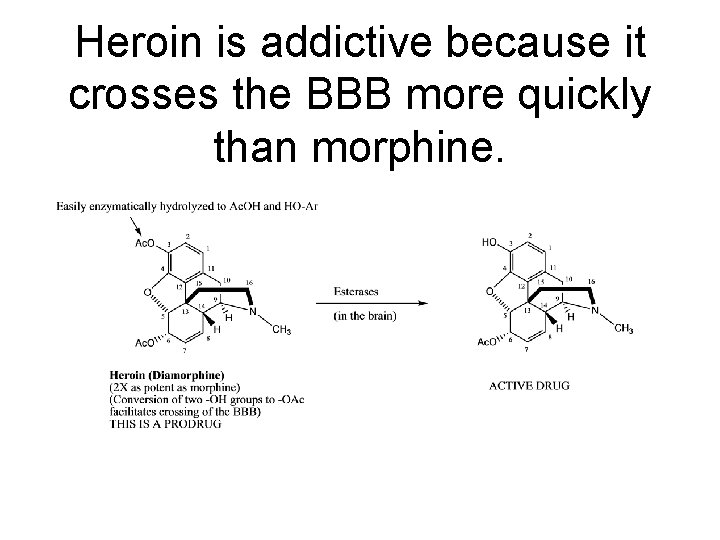 Heroin is addictive because it crosses the BBB more quickly than morphine. 