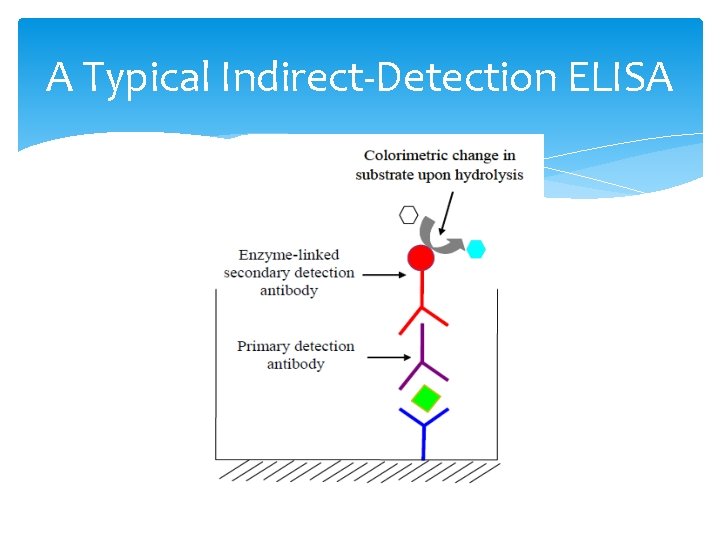 A Typical Indirect-Detection ELISA 