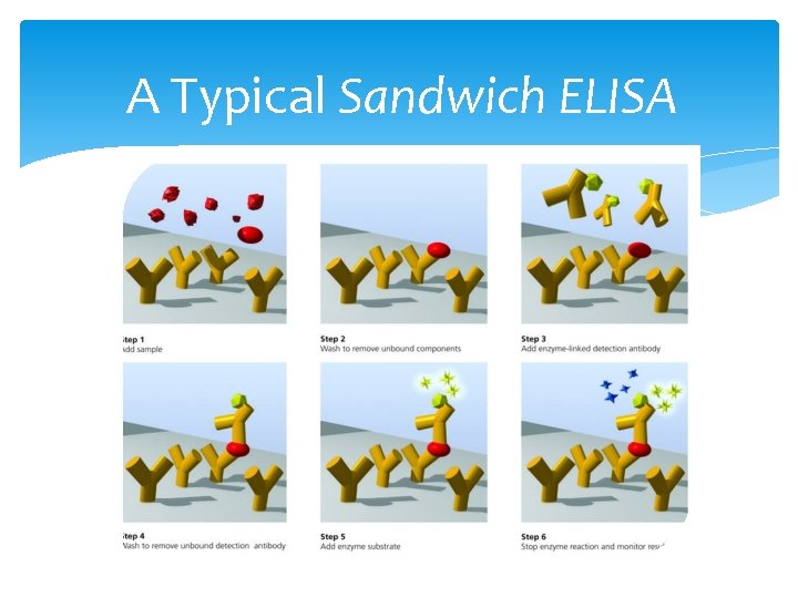 A Typical Sandwich ELISA 