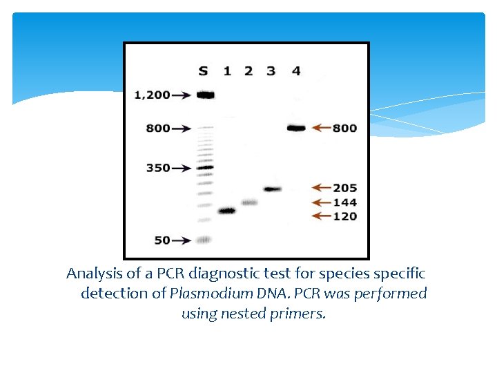 Analysis of a PCR diagnostic test for species specific detection of Plasmodium DNA. PCR