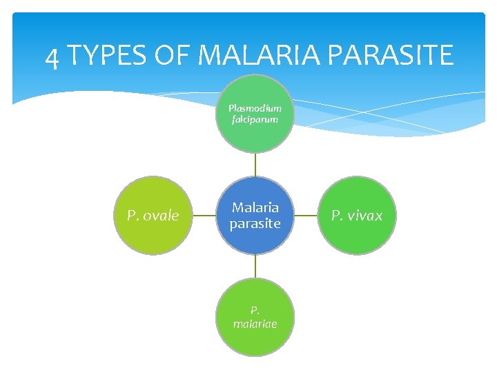 4 TYPES OF MALARIA PARASITE Plasmodium falciparum P. ovale Malaria parasite P. malariae P.