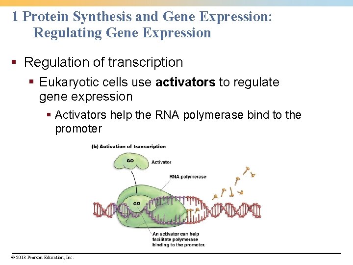 1 Protein Synthesis and Gene Expression: Regulating Gene Expression § Regulation of transcription §