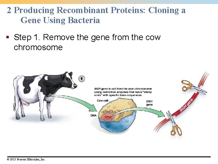 2 Producing Recombinant Proteins: Cloning a Gene Using Bacteria § Step 1. Remove the