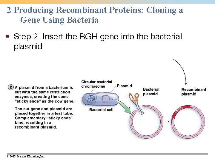 2 Producing Recombinant Proteins: Cloning a Gene Using Bacteria § Step 2. Insert the