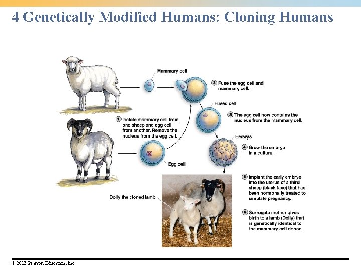 4 Genetically Modified Humans: Cloning Humans © 2013 Pearson Education, Inc. 