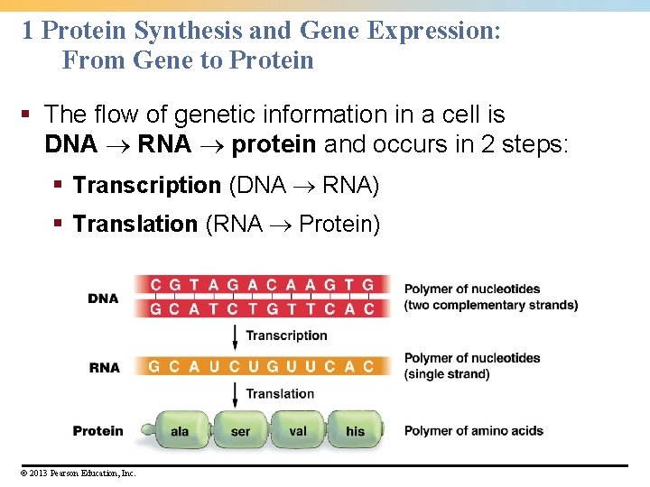 1 Protein Synthesis and Gene Expression: From Gene to Protein § The flow of