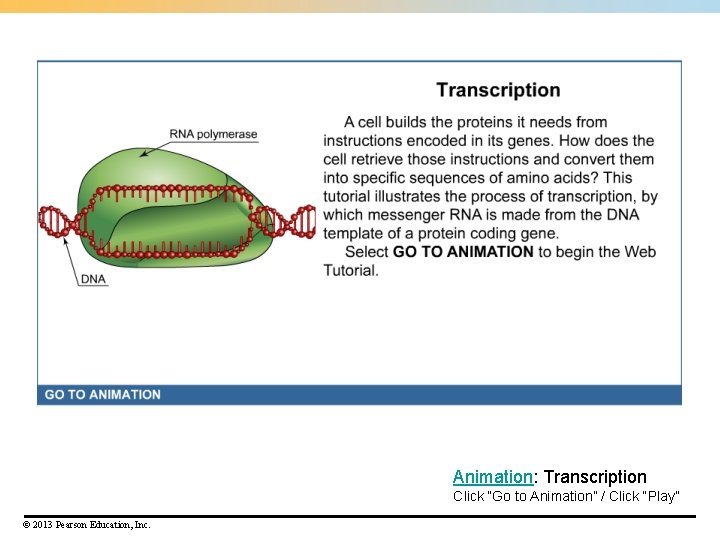 Animation: Transcription Click “Go to Animation” / Click “Play” © 2013 Pearson Education, Inc.