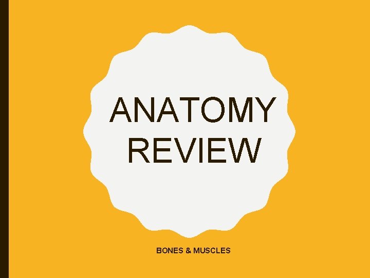 ANATOMY REVIEW BONES & MUSCLES 