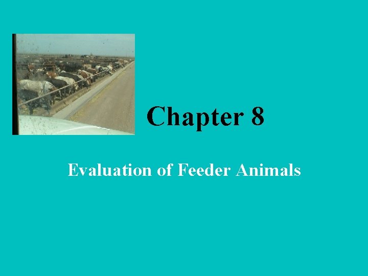 Chapter 8 Evaluation of Feeder Animals 