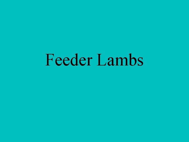 Feeder Lambs 
