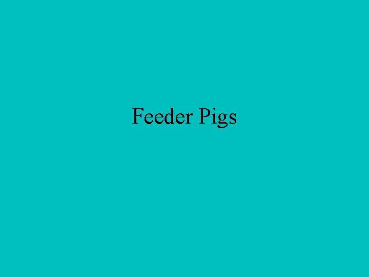 Feeder Pigs 
