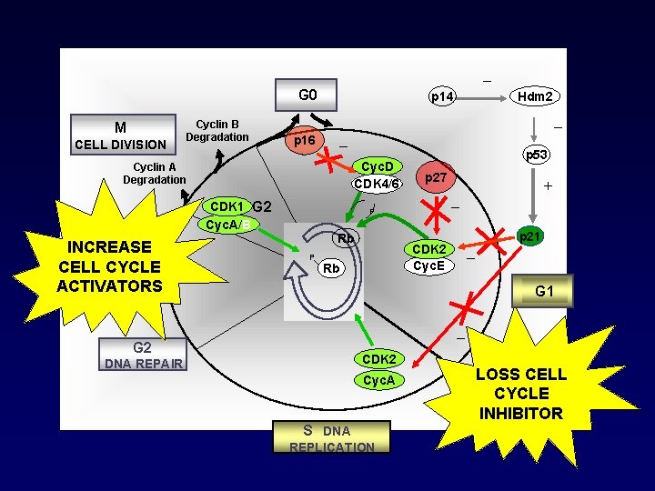 _ G 0 M CELL DIVISION Cyclin B Degradation p 14 _ p 16