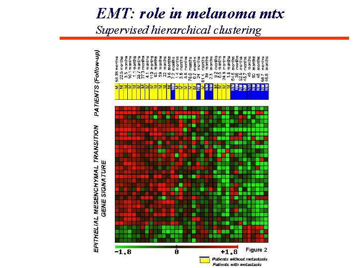 EMT: role in melanoma mtx Supervised hierarchical clustering 