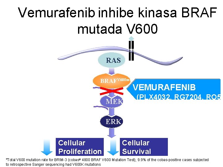 Vemurafenib inhibe kinasa BRAF mutada V 600 RTK RAS 50%* of melanomas BRAF RAFV