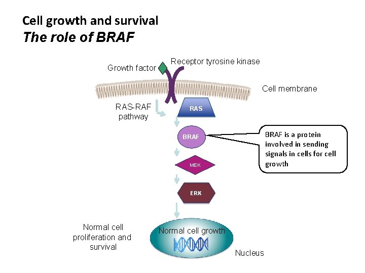 Cell growth and survival The role of BRAF Growth factor Receptor tyrosine kinase Cell