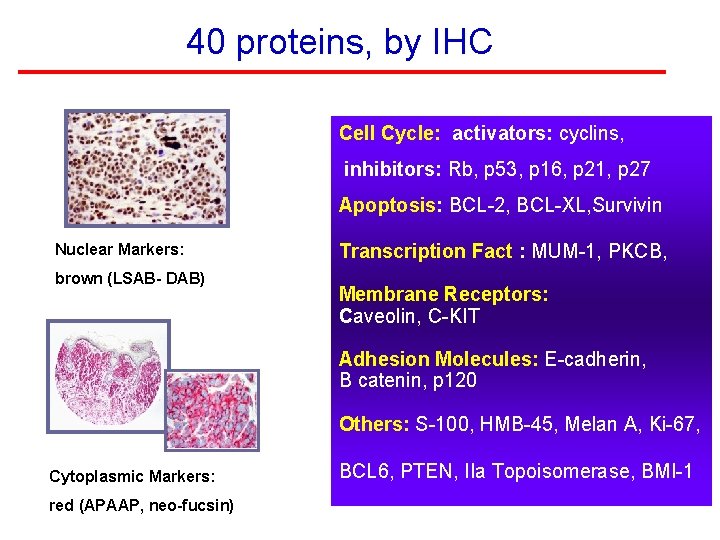 40 proteins, by IHC Cell Cycle: activators: cyclins, inhibitors: Rb, p 53, p 16,