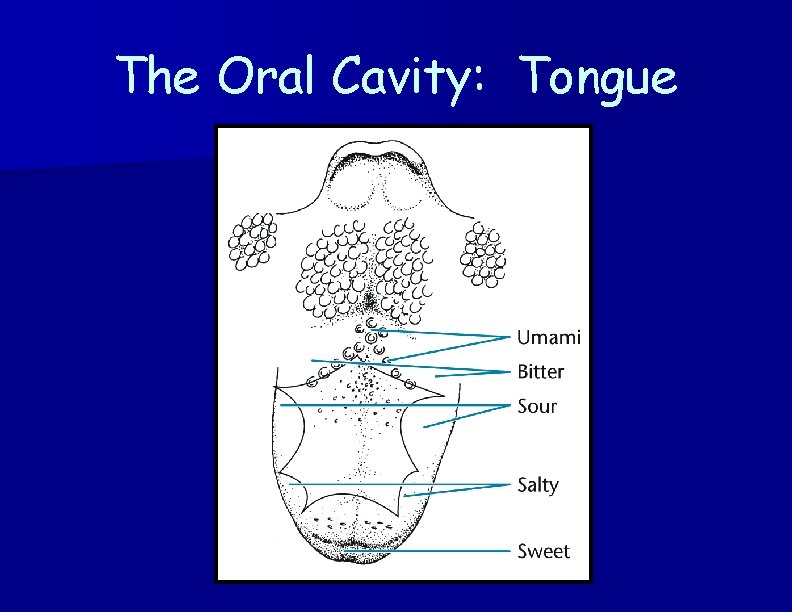 The Oral Cavity: Tongue 
