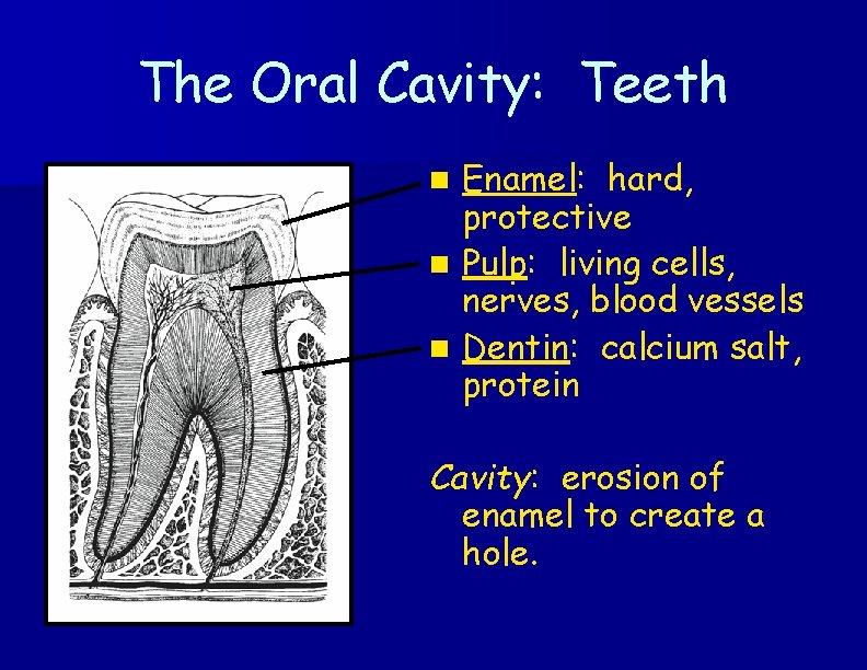 The Oral Cavity: Teeth Enamel: hard, protective n Pulp: living cells, nerves, blood vessels