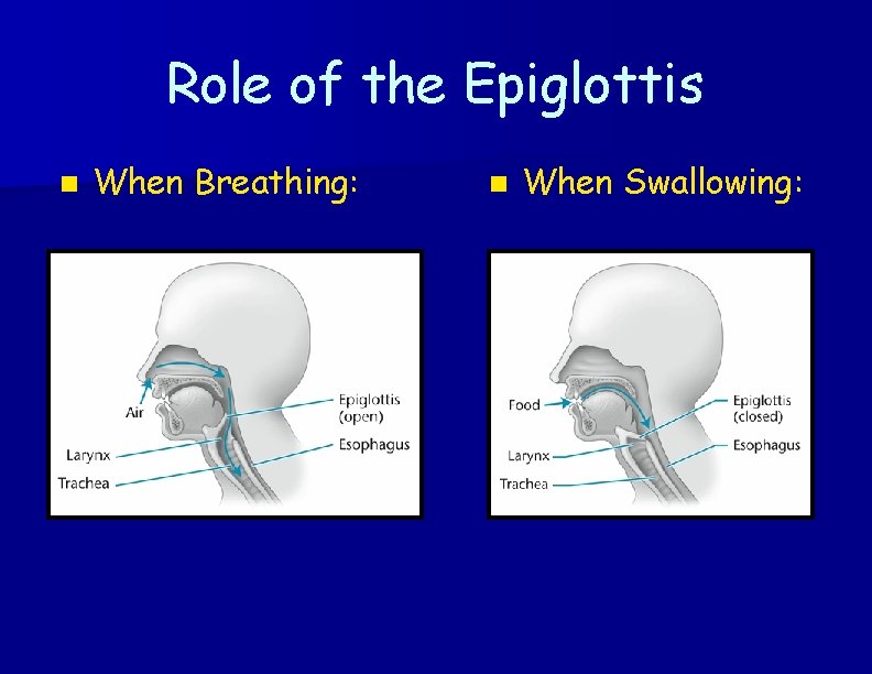 Role of the Epiglottis n When Breathing: n When Swallowing: 