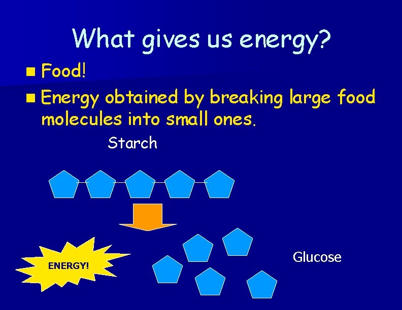 What gives us energy? n Food! n Energy obtained by breaking large food molecules