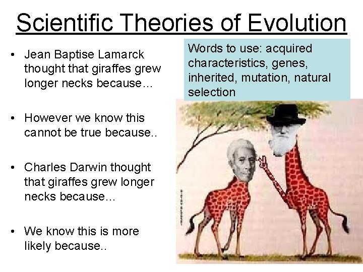 Scientific Theories of Evolution • Jean Baptise Lamarck thought that giraffes grew longer necks