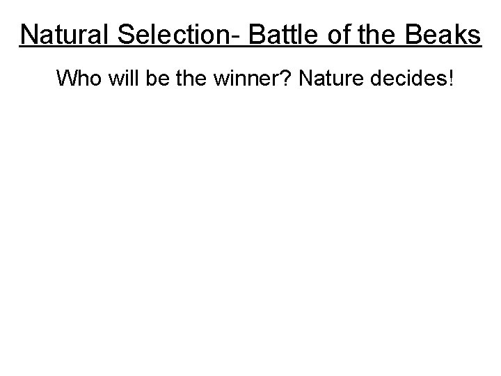 Natural Selection- Battle of the Beaks Who will be the winner? Nature decides! 
