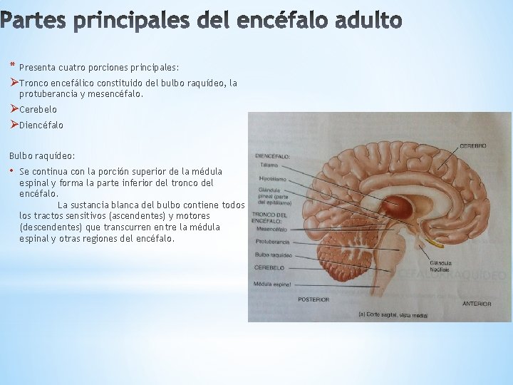 * Presenta cuatro porciones principales: Ø Tronco encefálico constituido del bulbo raquídeo, la protuberancia