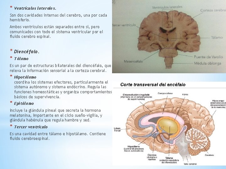 * Ventrículos laterales. Son dos cavidades internas del cerebro, una por cada hemisferio. Ambos