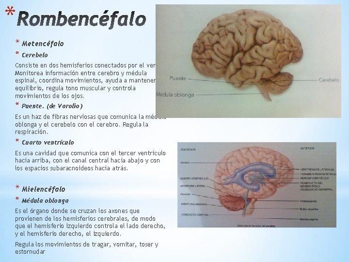 * * Metencéfalo * Cerebelo Consiste en dos hemisferios conectados por el vermis. Monitorea