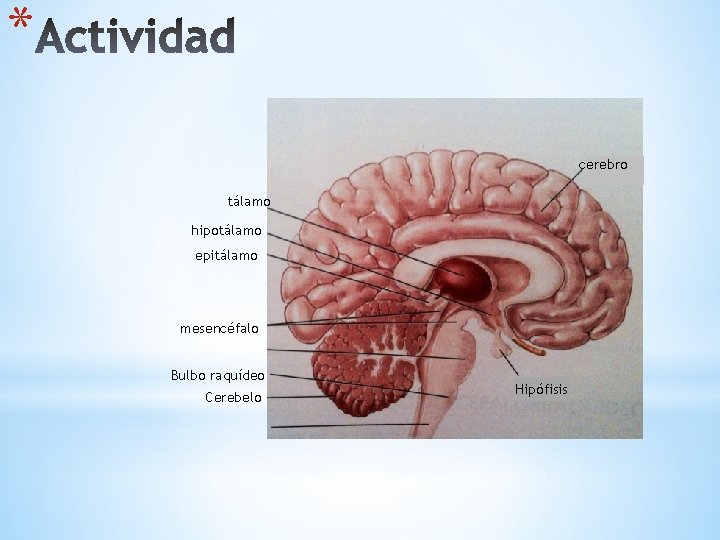 * cerebro tálamo hipotálamo epitálamo mesencéfalo Bulbo raquídeo Cerebelo Hipófisis 