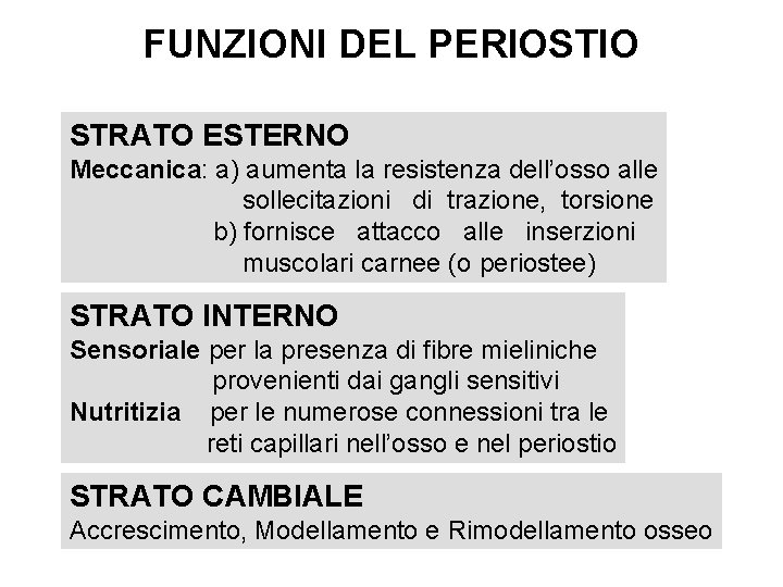 FUNZIONI DEL PERIOSTIO STRATO ESTERNO Meccanica: a) aumenta la resistenza dell’osso alle sollecitazioni di