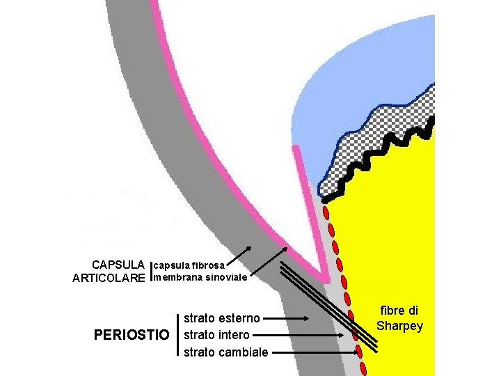 CAPSULA capsula fibrosa ARTICOLARE membrana sinoviale PERIOSTIO strato esterno strato intero strato cambiale fibre