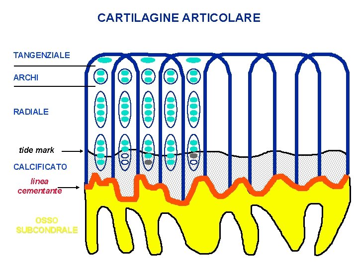 CARTILAGINE ARTICOLARE TANGENZIALE ARCHI RADIALE tide mark CALCIFICATO linea cementante OSSO SUBCONDRALE 