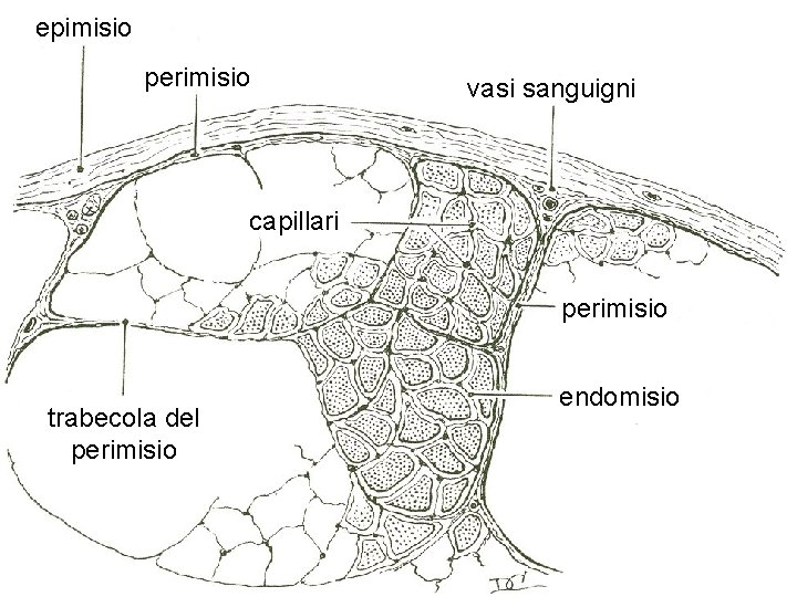 epimisio perimisio vasi sanguigni capillari perimisio trabecola del perimisio endomisio 