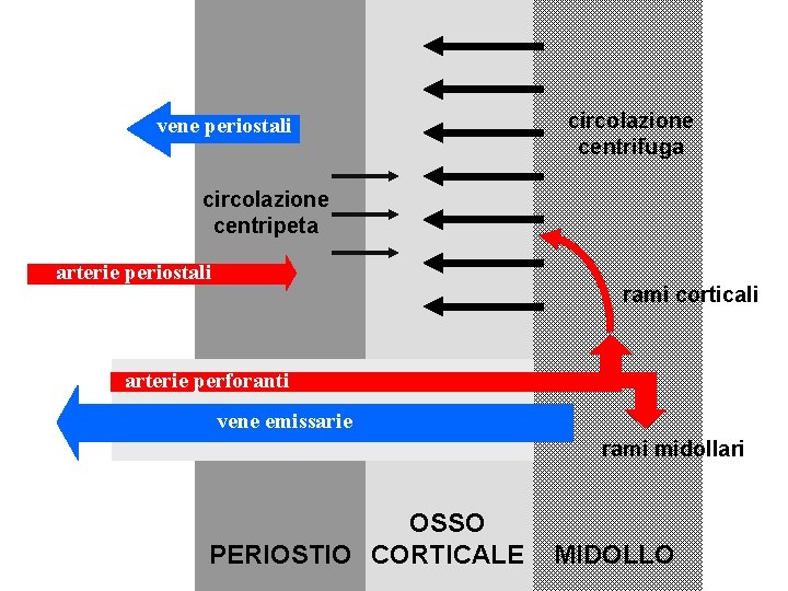 vene periostali circolazione centrifuga circolazione centripeta arterie periostali rami corticali arterie perforanti vene emissarie