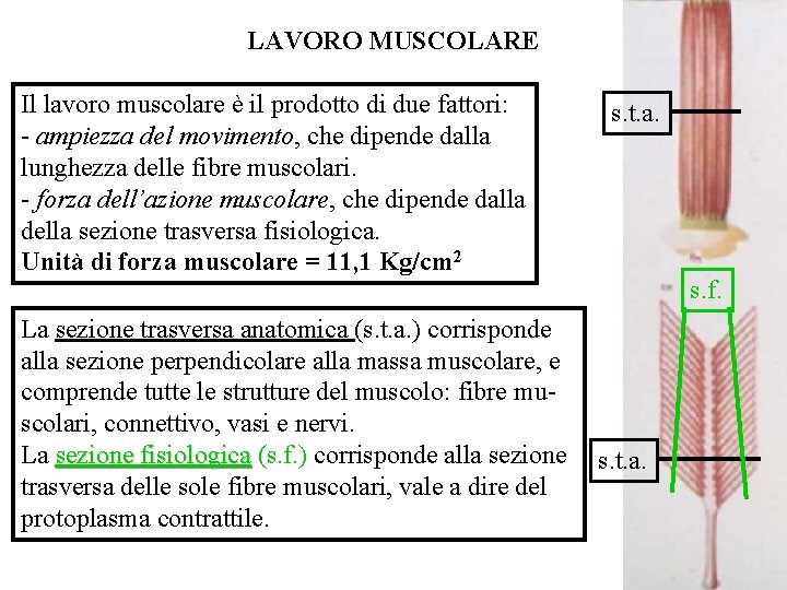 LAVORO MUSCOLARE Il lavoro muscolare è il prodotto di due fattori: - ampiezza del