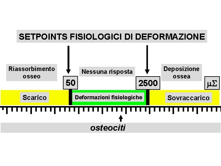 SETPOINTS FISIOLOGICI DI DEFORMAZIONE Riassorbimento osseo Scarico Nessuna risposta 50 2500 Deformazioni fisiologiche osteociti
