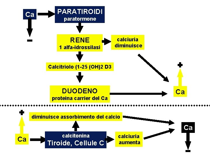 Ca PARATIROIDI paratormone RENE 1 alfa-idrossilasi calciuria diminuisce Calcitriolo (1 -25 (OH)2 D 3